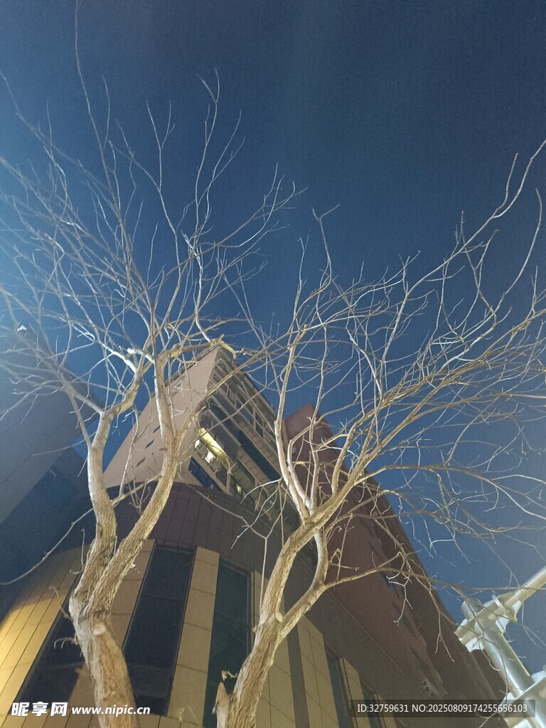 冬日枯樹(shù)旁的高樓景象