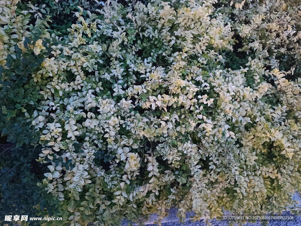 繁茂白色花叢景觀