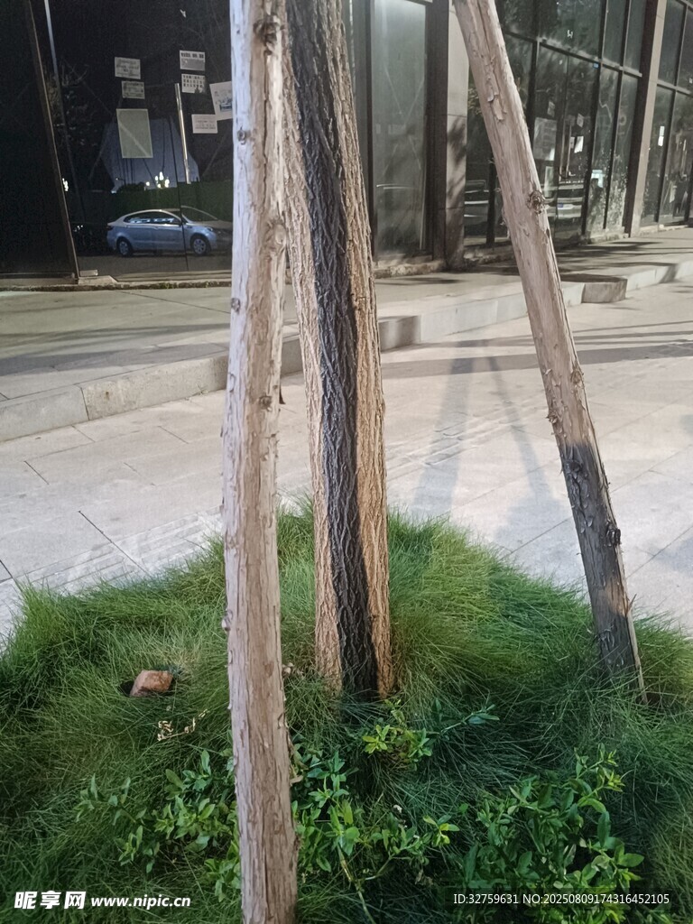 木架支撐小樹于綠植中