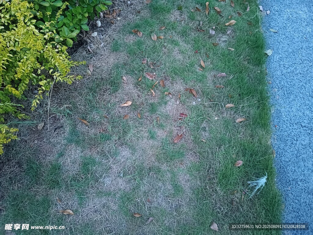 斑駁草地與綠植邊緣景象
