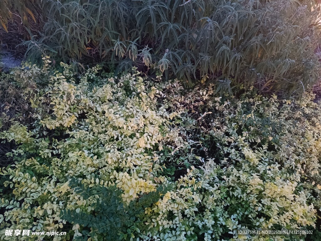 秋日植物景觀