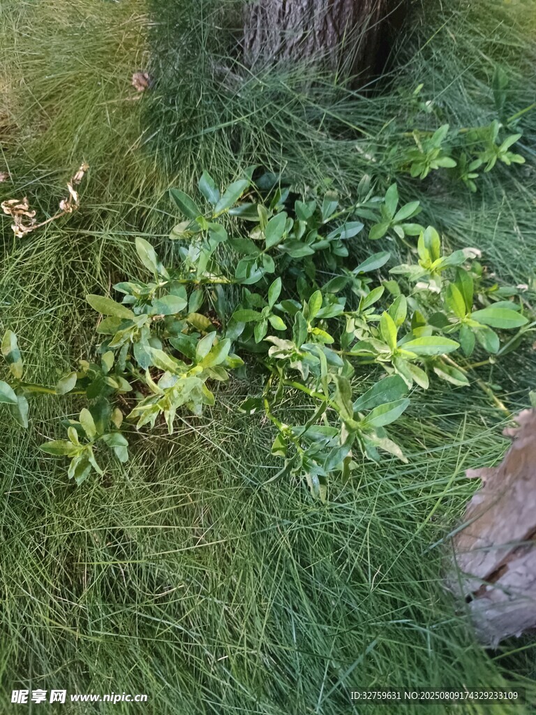 草叢中的嫩綠植物