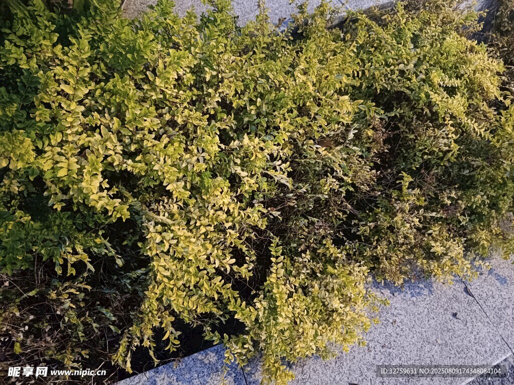 墻邊翠綠灌木叢