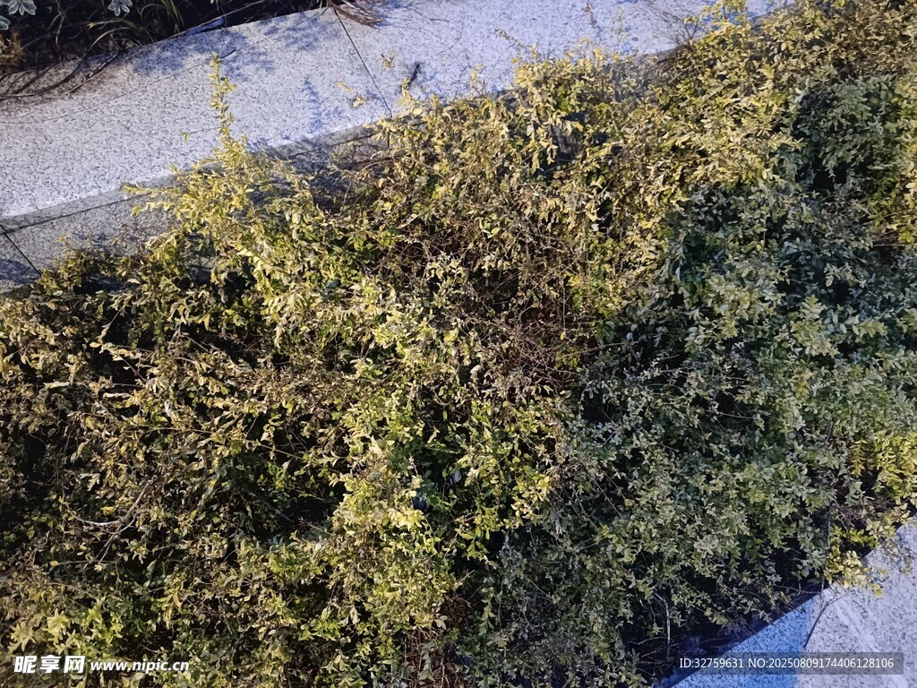 茂盛綠植景觀