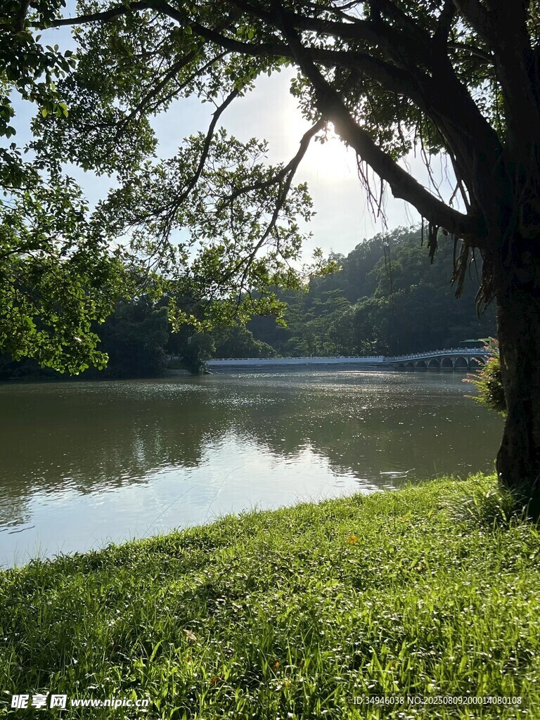 湖畔綠樹成蔭的靜謐景致