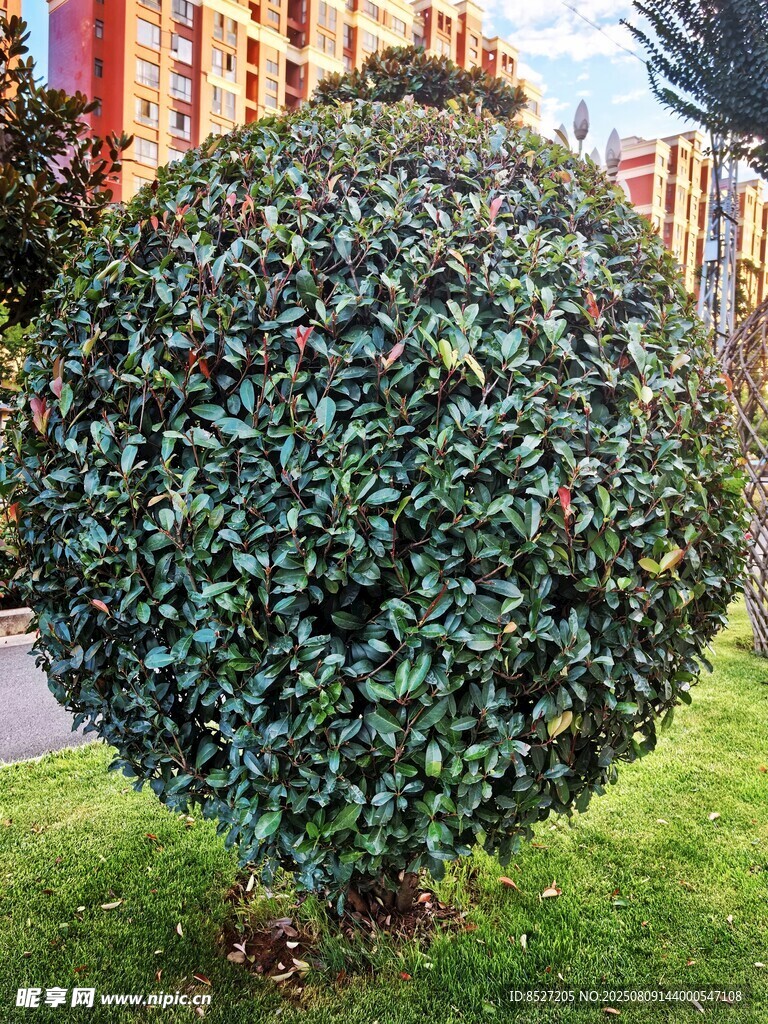 球形綠植景觀