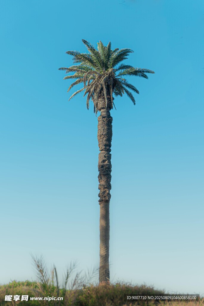 孤獨(dú)棕櫚樹 藍(lán)天為背景