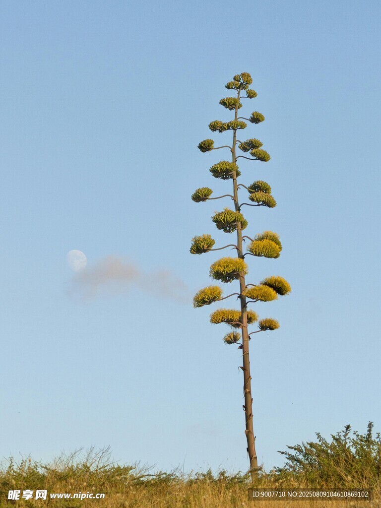 孤植龍舌蘭于曠野藍天間