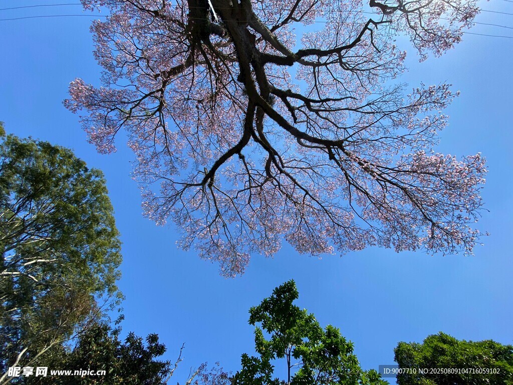 仰觀繁花滿樹藍(lán)天景