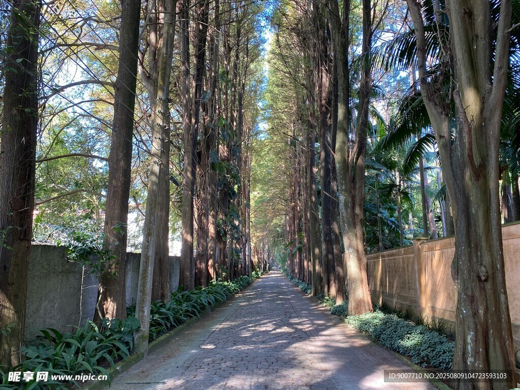 林間幽靜小道