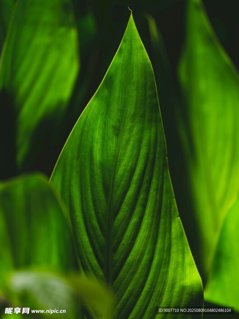 翠綠葉片特寫