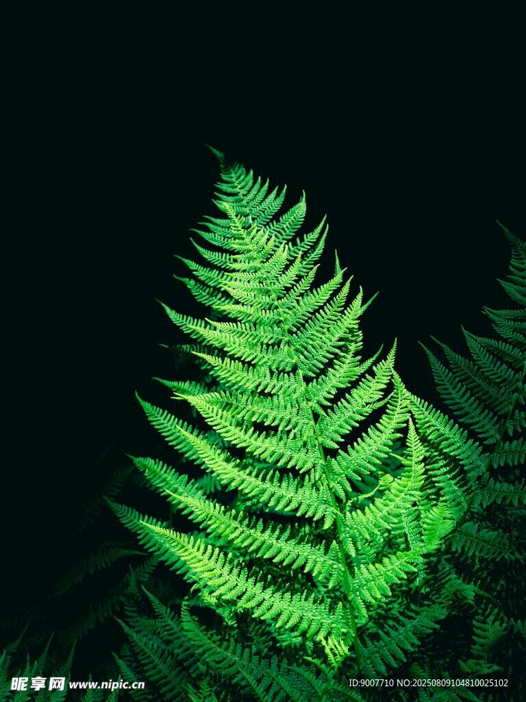 翠綠蕨類(lèi)植物特寫(xiě)