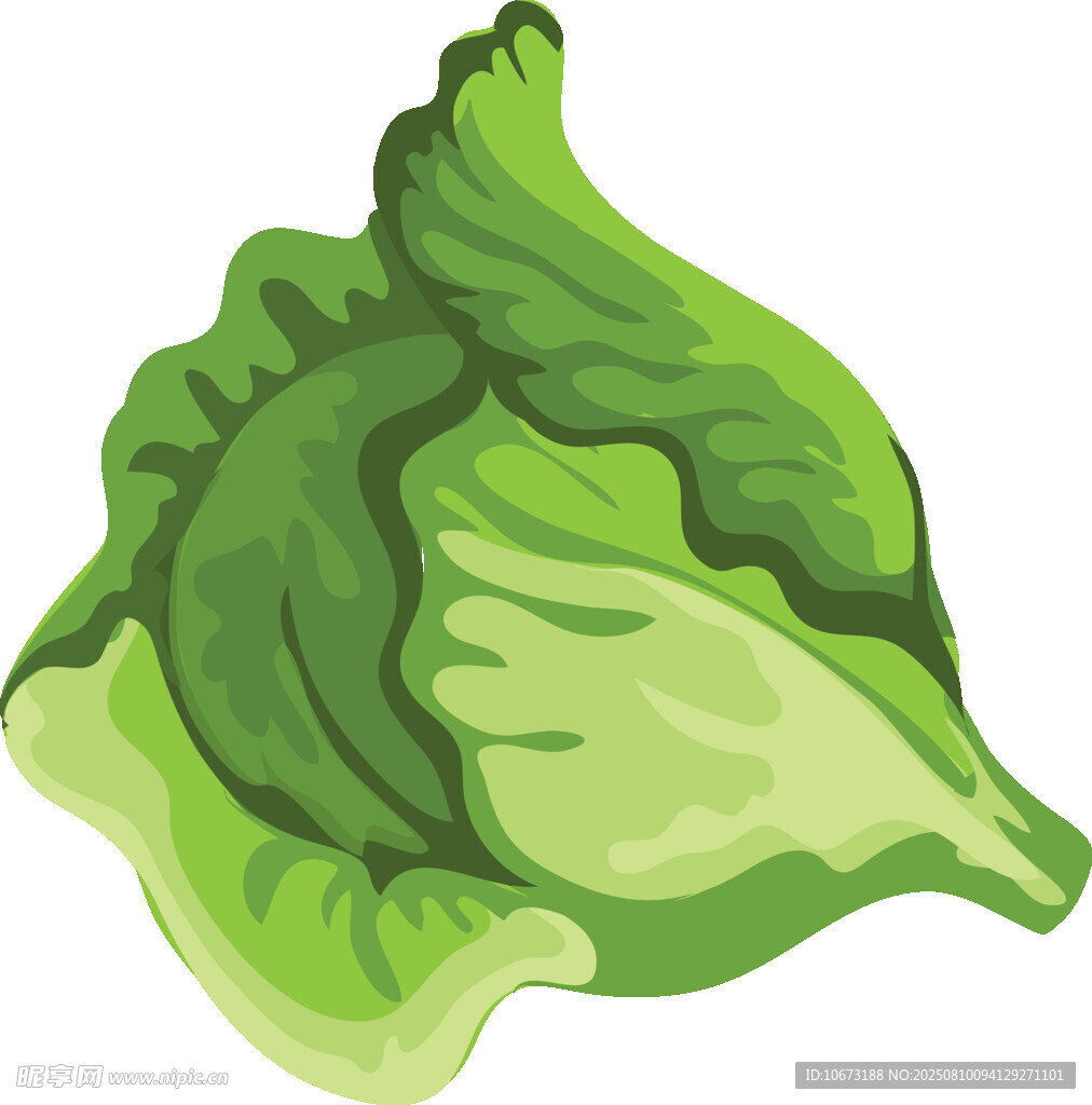 新鮮生菜插畫