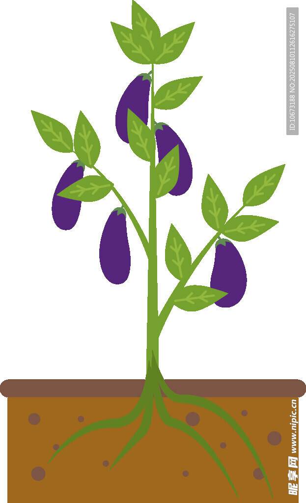 茄子植株生長(zhǎng)示意圖