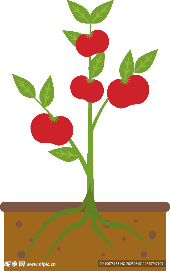 盆栽紅果植物插畫