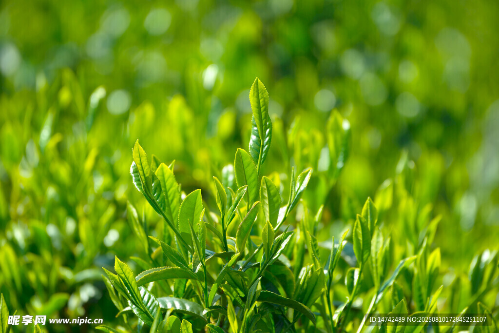 鮮嫩茶葉