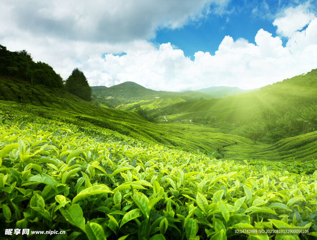翠綠茶園