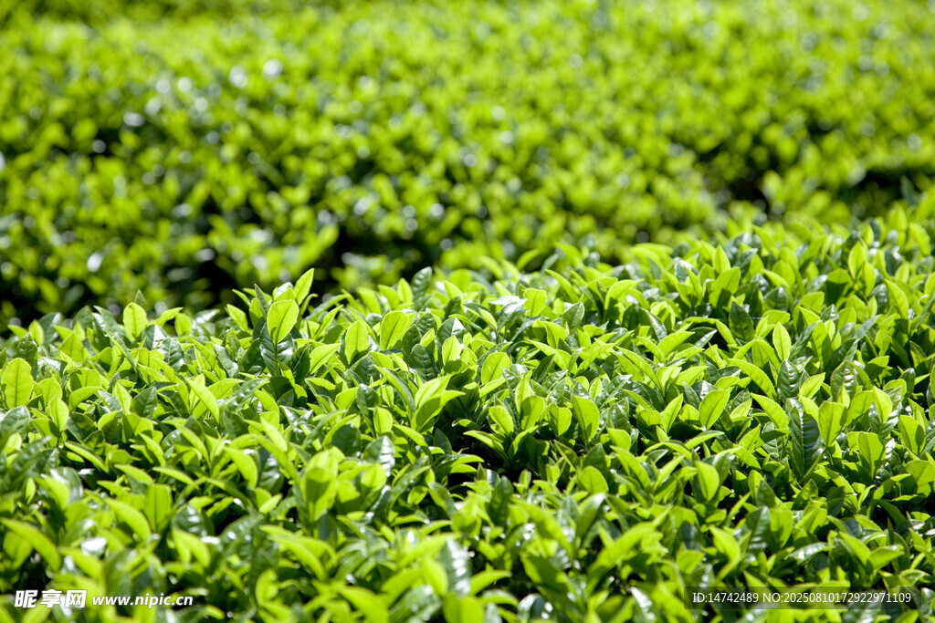 新鮮茶葉