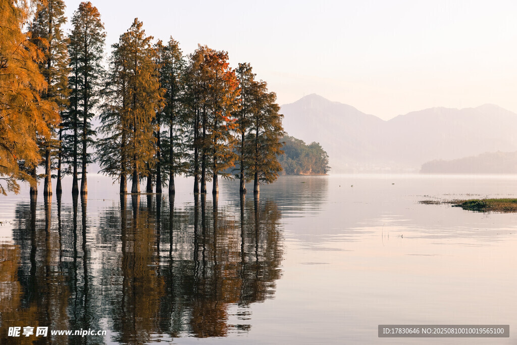 秋日湖畔水杉林美景