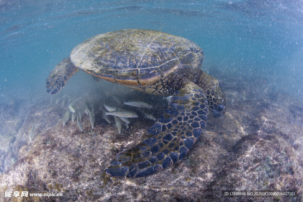 海底悠游的玳瑁海龜