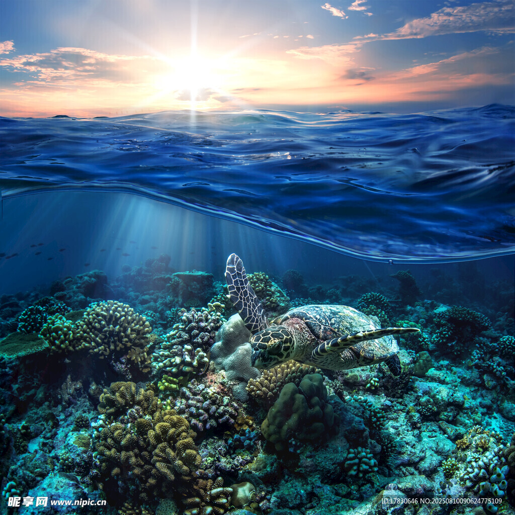 海底日出下的斑斕珊瑚景