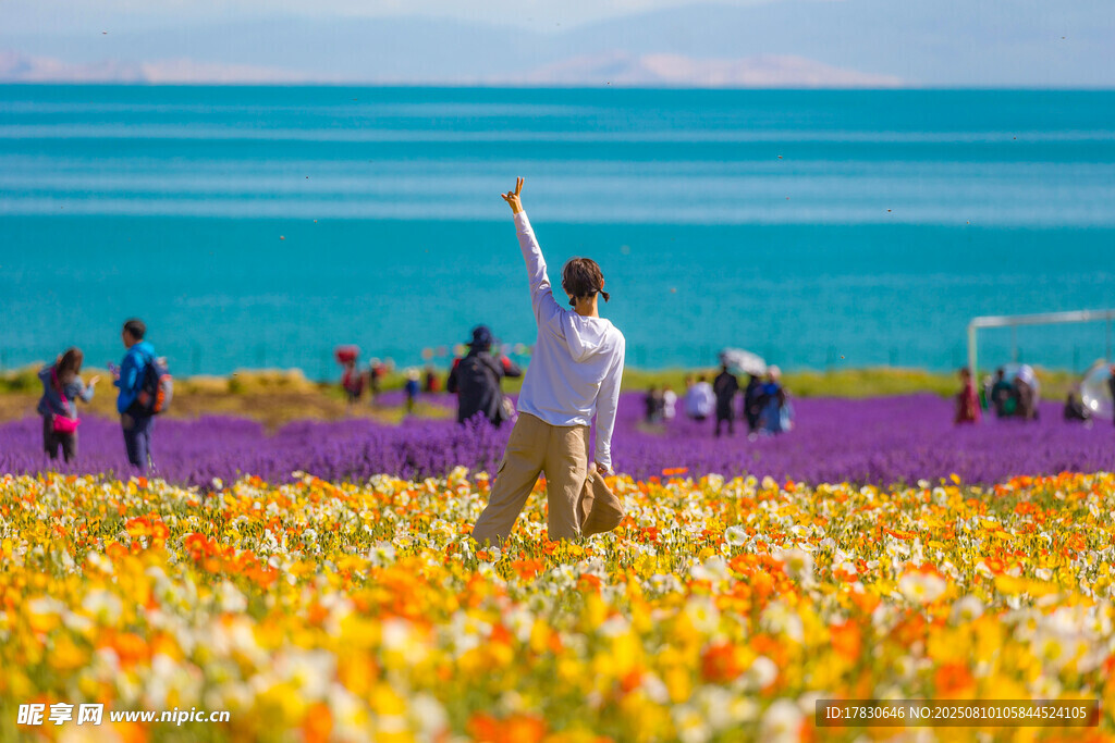 青海湖花海