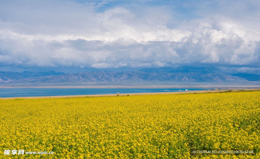 青海湖油菜花