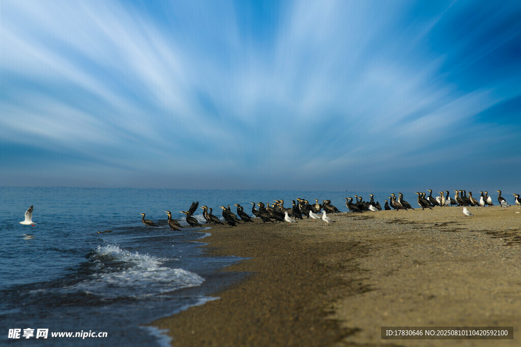青海湖鳥島