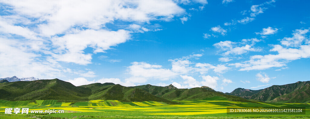 祁連山脈油菜花田