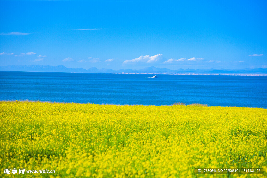 青海湖湖邊油菜花風景