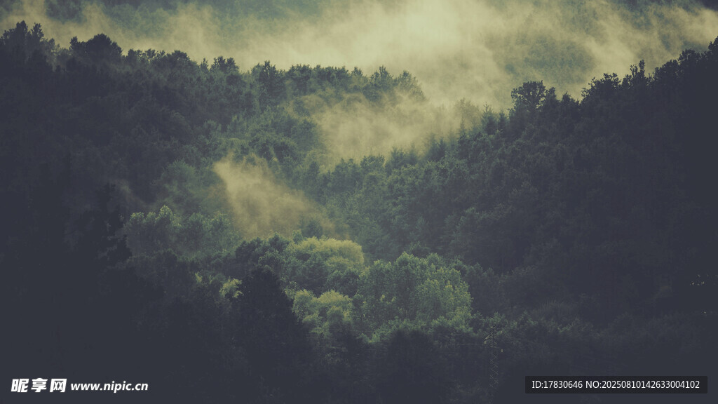 霧靄山林景觀