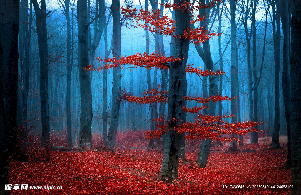 秋日紅楓林景