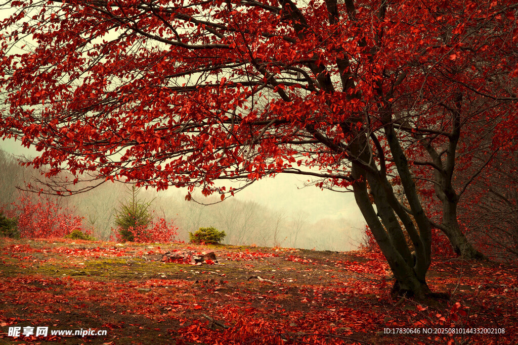 秋日紅楓美景