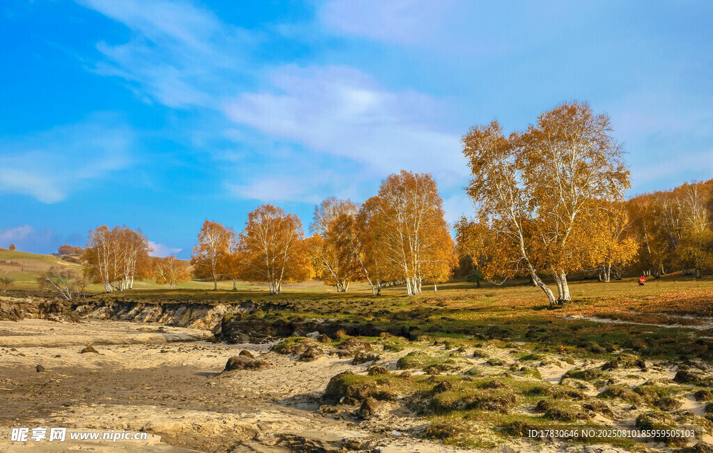 內(nèi)蒙古自治區(qū)烏蘭布統(tǒng)楊樹背景