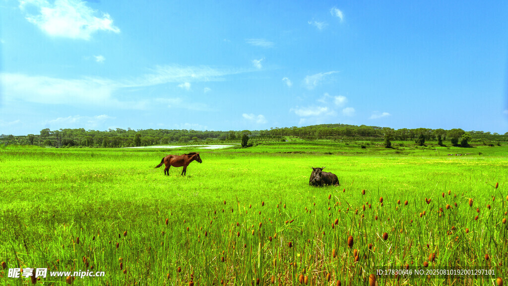 內(nèi)蒙古夏季草原牧場景觀