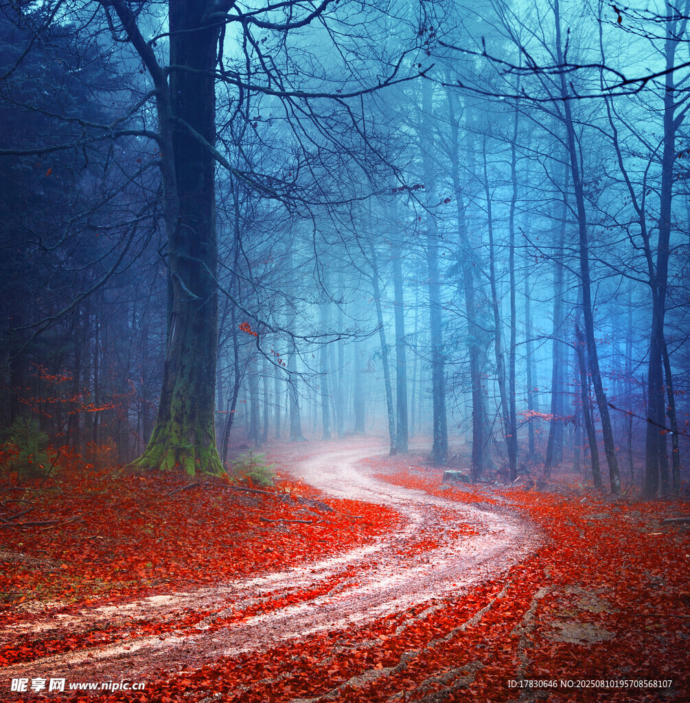 迷霧森林中的紅徑