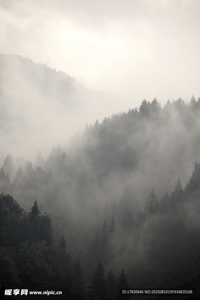云霧繚繞的山林美景
