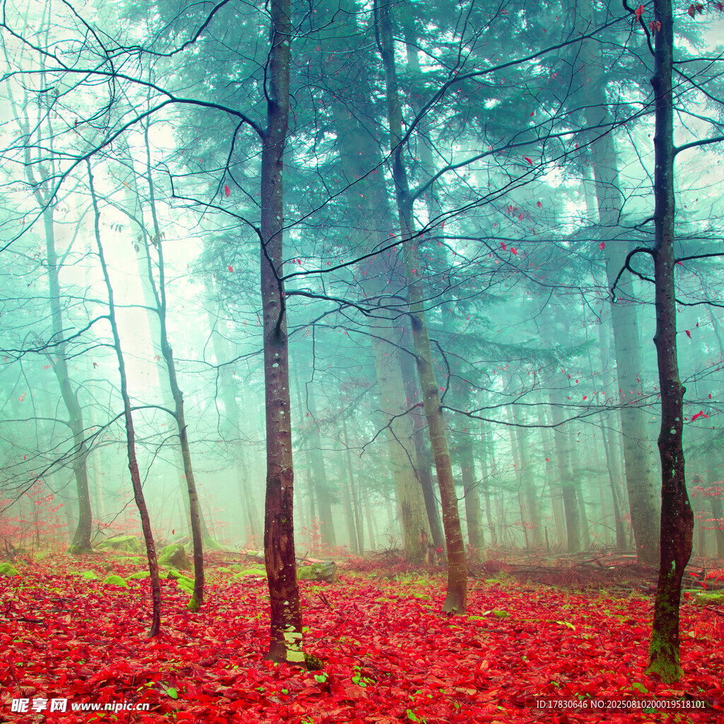 霧中紅葉森林美景