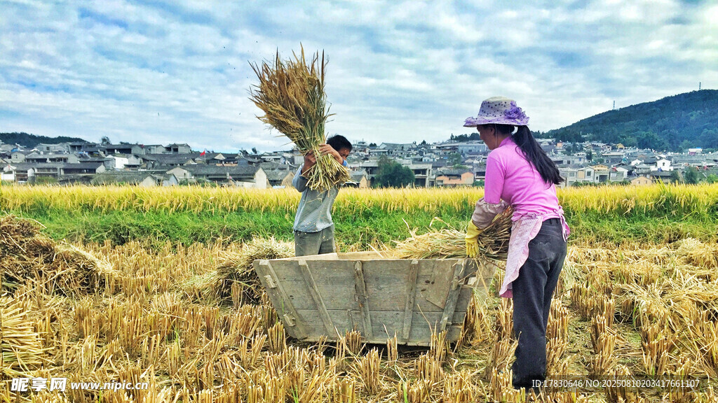 田間勞作的農(nóng)民與收獲場景