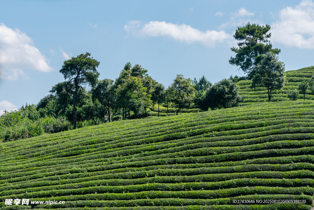 翠綠梯田茶園風(fēng)光