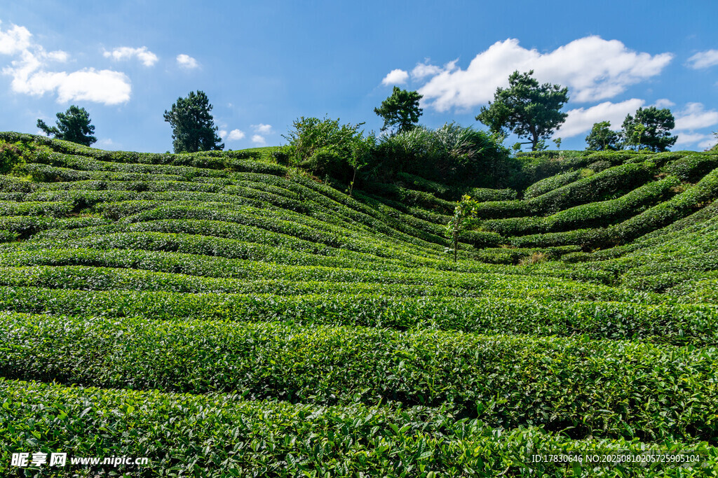 翠綠梯田茶園風(fēng)光