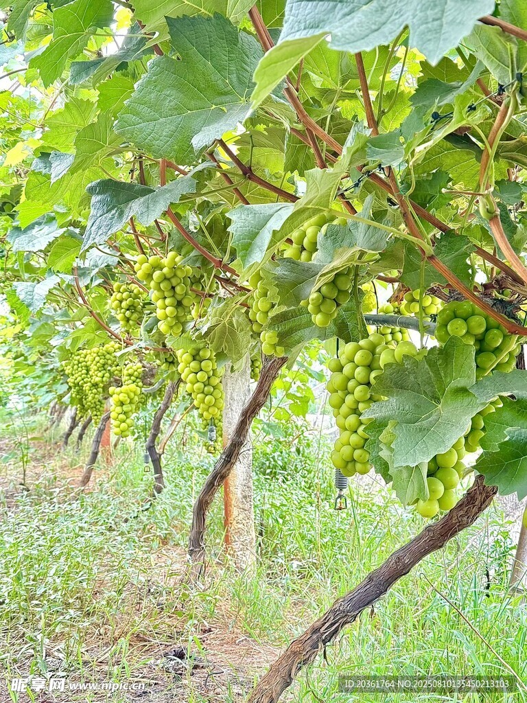 葡萄園中的青澀葡萄藤