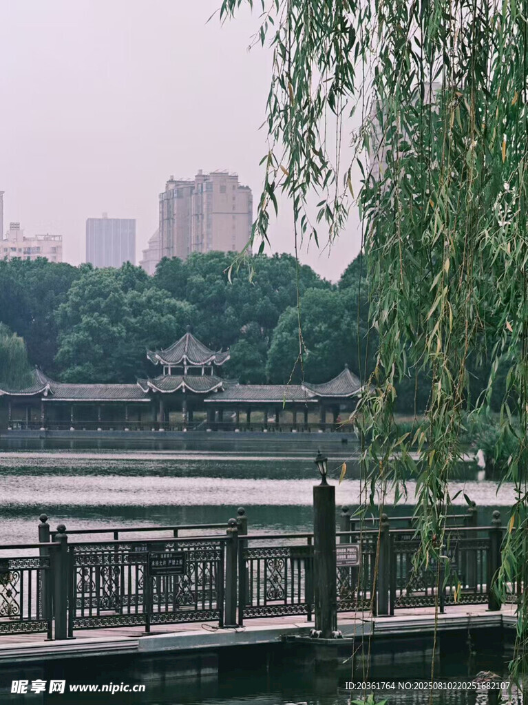 湖畔垂柳下的靜謐景致