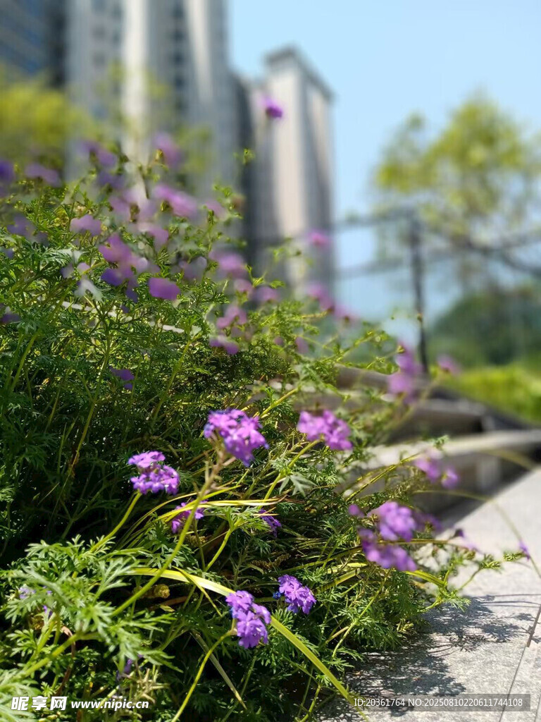 城市中綻放的紫色小花