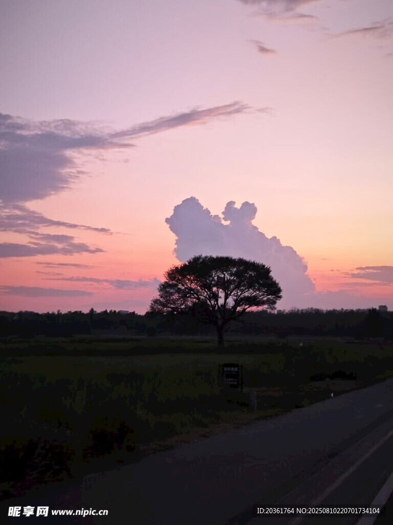 夕陽(yáng)下路旁孤樹(shù)美景