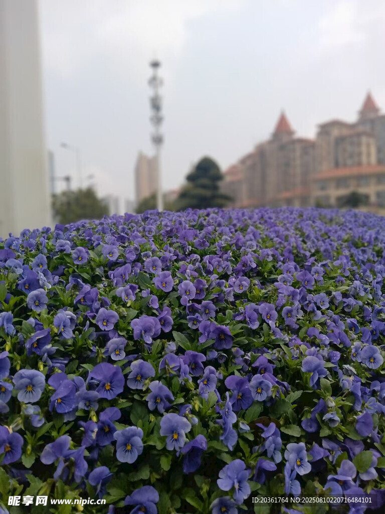 紫色繁花簇擁的城市景致