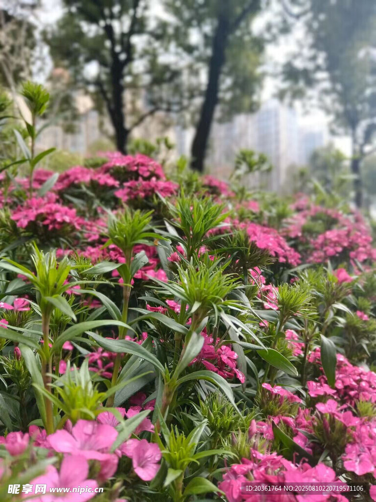 嬌艷粉花綻放綠意間