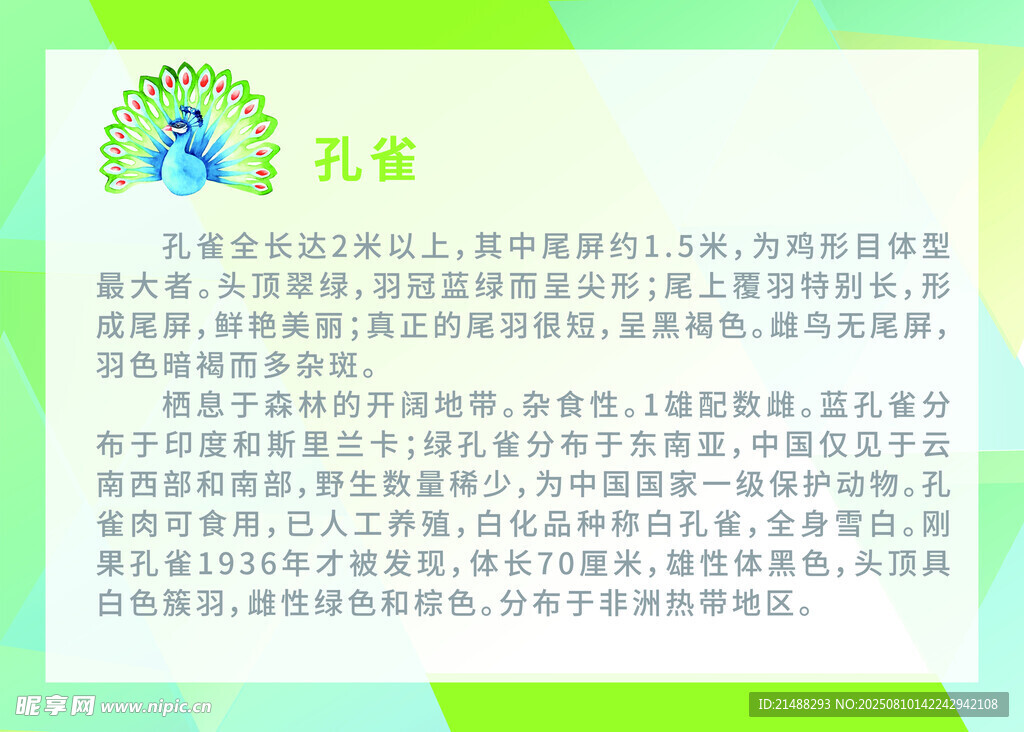 孔雀簡介