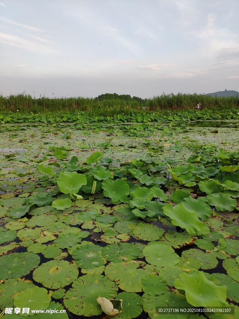 夏日荷塘