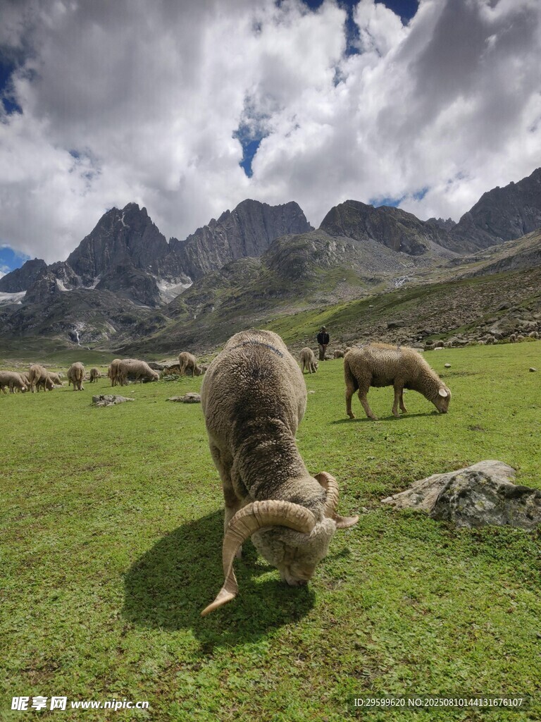 草原上的羊群與壯美山色